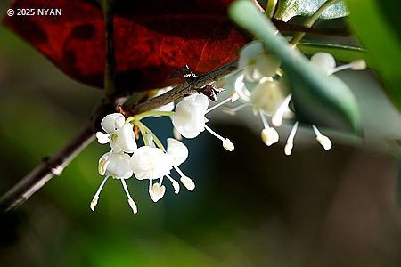 ギンモクセイ（銀木犀、モクセイ科）