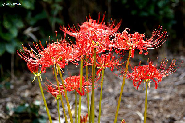 ヒガンバナ（彼岸花、ヒガンバナ科）