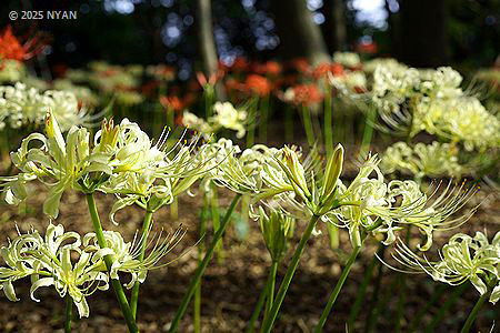 シロバナヒガンバナ（白花彼岸花、ヒガンバナ科）