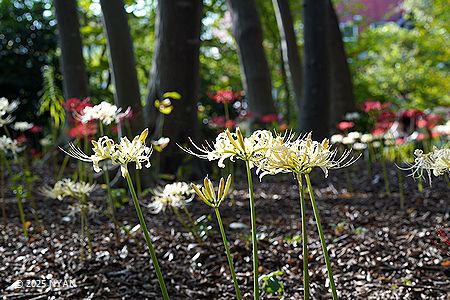 シロバナヒガンバナ（白花彼岸花、ヒガンバナ科）