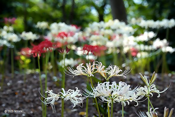 シロバナヒガンバナ（白花彼岸花、ヒガンバナ科）