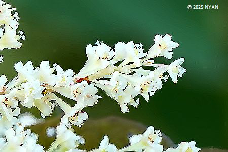 イタドリ(虎杖、タデ科) イタドリ(虎杖、タデ科)
