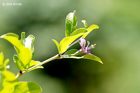 クコ（枸杞、ナス科）