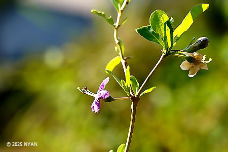 クコ（枸杞、ナス科）