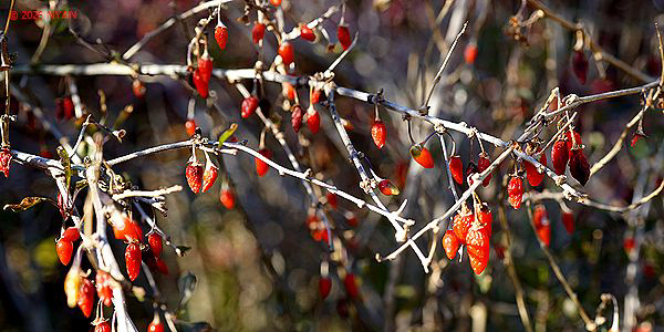 クコ（枸杞、ナス科）
