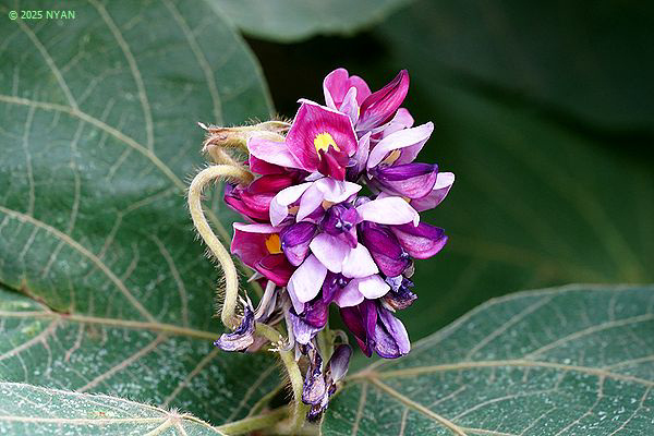 クズ(葛、マメ科) クズ(葛、マメ科)