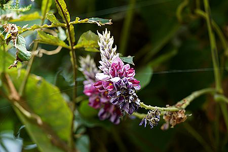 クズ（葛、マメ科）