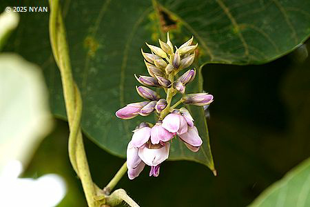 クズ（葛、マメ科）