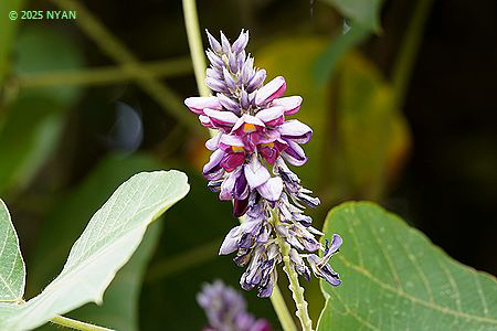 クズ（葛、マメ科）