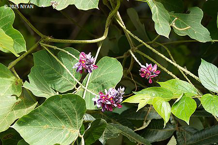 クズ（葛、マメ科）