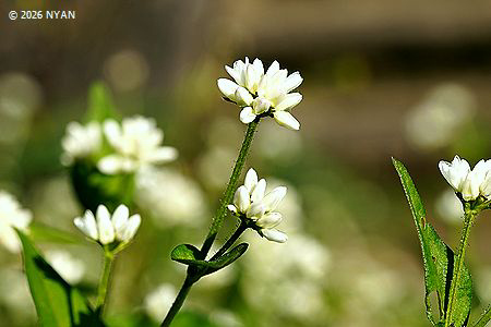 ミゾソバ [白花変種]（溝蕎麦、タデ科）