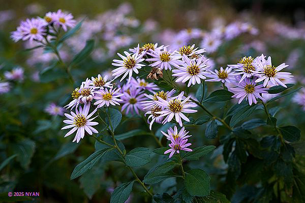 ノコンギク（野紺菊、キク科）