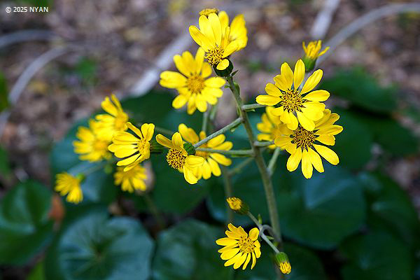 ツワブキ（石蕗、キク科）