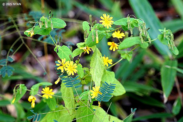 ヤクシソウ（薬師草、キク科）