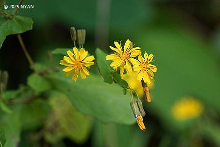 ヤクシソウ（薬師草、キク科）
