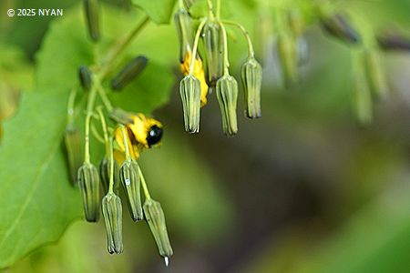 ヤクシソウ（薬師草、キク科）
