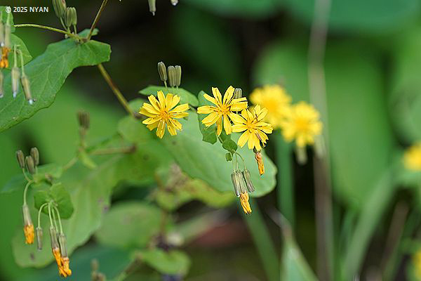 ヤクシソウ（薬師草、キク科）