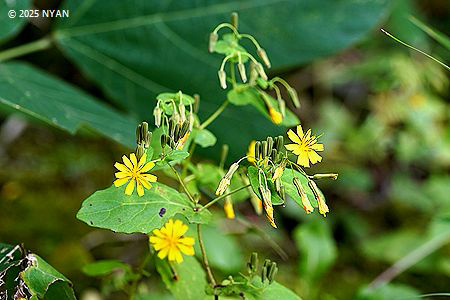ヤクシソウ（薬師草、キク科）