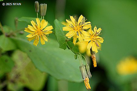 ヤクシソウ（薬師草、キク科）