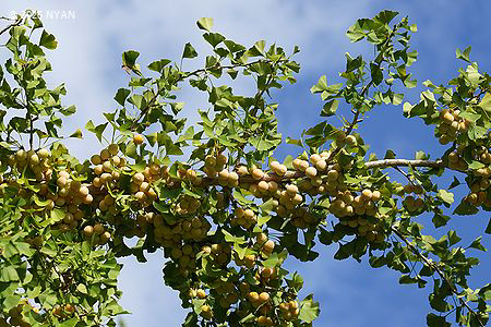 イチョウ（銀杏、イチョウ科）--- Styrax japonica --- 四季の山野草