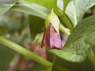 ハシリドコロ（走野老、ナス科）