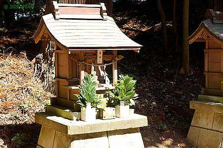 ヒサカキ（姫榊、モッコク科）