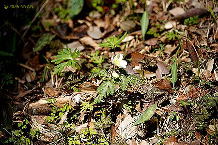 イチリンソウ（一輪草、キンポウゲ科）