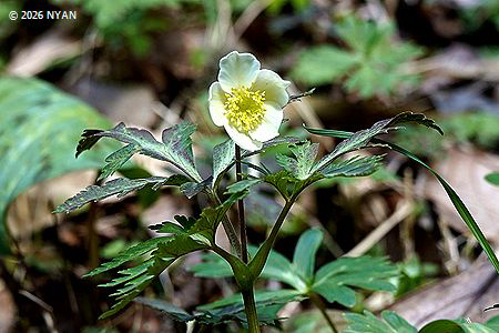 イチリンソウ（一輪草、キンポウゲ科）