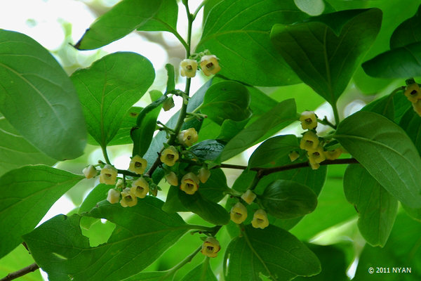カキノキ（柿の木、カキノキ科）
