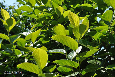 カキノキ（柿の木、カキノキ科）