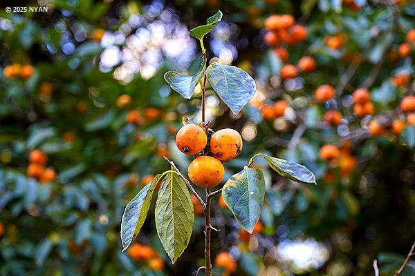 カキノキ属（柿の木属、カキノキ科）