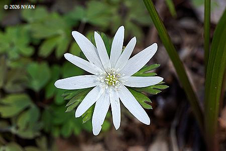 キクザキイチゲ（菊咲一華、キンポウゲ科）
