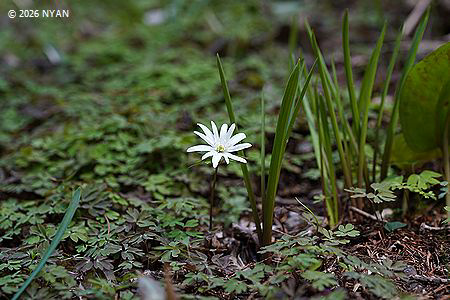 キクザキイチゲ（菊咲一華、キンポウゲ科）