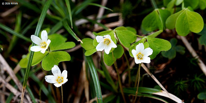 コミヤマカタバミ（小深山傍食、カタバミ科）