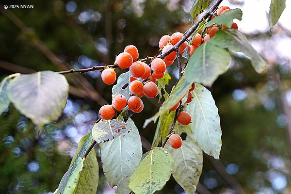 リュウキュウマメガキ（琉球豆柿、カキノキ科）