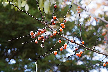 リュウキュウマメガキ（琉球豆柿、カキノキ科）