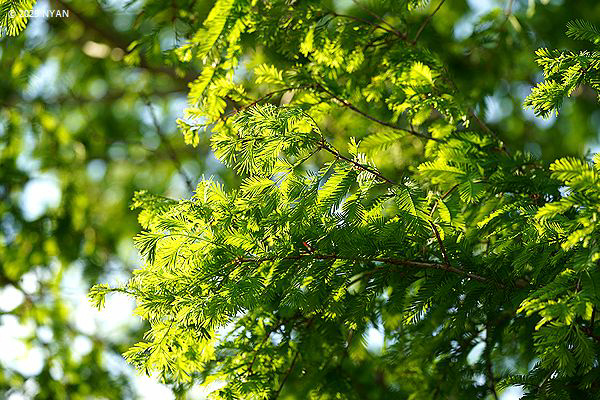 メタセコイア（曙杉、ヒノキ科）