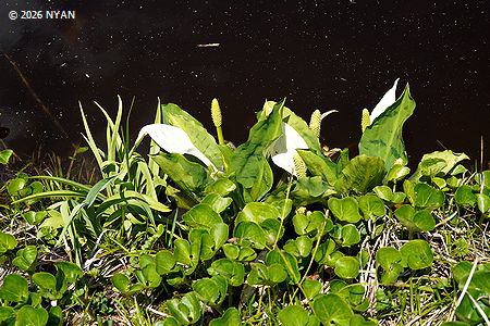 ミズバショウ（水芭蕉、サトイモ科）
