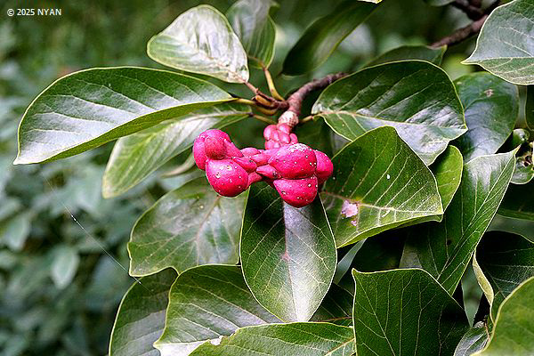 ハクモクレン（白木蓮、モクレン科）