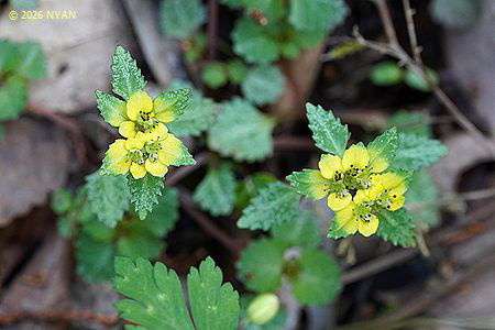 ヨゴレネコノメ（汚れ猫の目、ユキノシタ科）