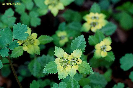 ヨゴレネコノメ（汚れ猫の目、ユキノシタ科）