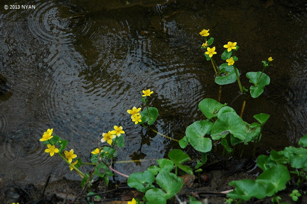 エゾノリュウキンカ（蝦夷立金花、キンポウゲ科）