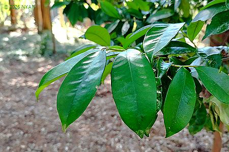 サカキ（榊、モッコク科）