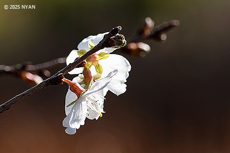 ジュウガツザクラ[桜]（十月桜、バラ科）