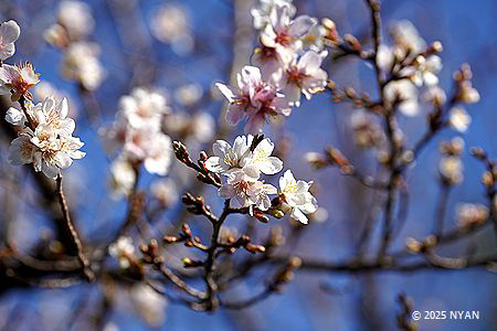 ジュウガツザクラ[桜]（十月桜、バラ科）