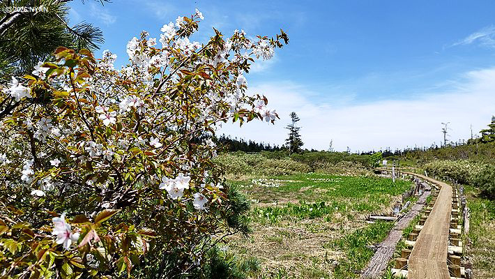 タカネザクラ[桜]（高嶺桜、バラ科）