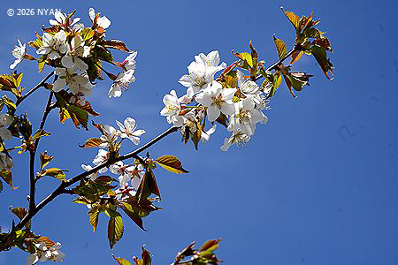 タカネザクラ[桜]（高嶺桜、バラ科）