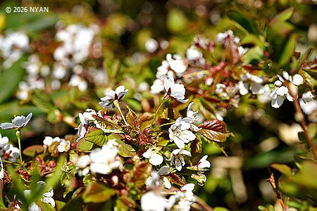 タカネザクラ[桜]（高嶺桜、バラ科）