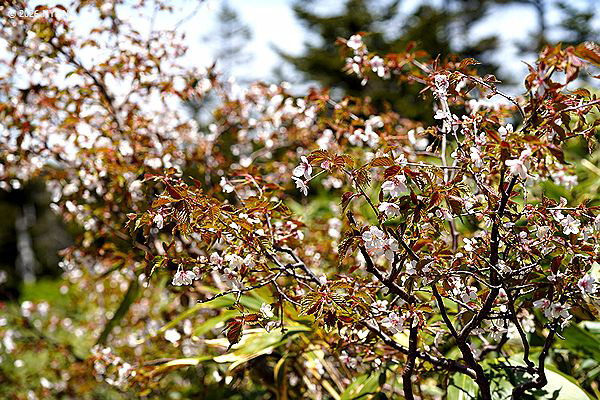 タカネザクラ[桜]（高嶺桜、バラ科）
