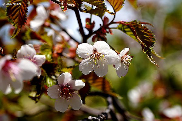 タカネザクラ[桜]（高嶺桜、バラ科）
